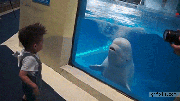 animals being jerks dolphin GIF