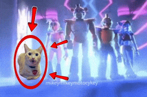 Funny Cat Who Is He GIF