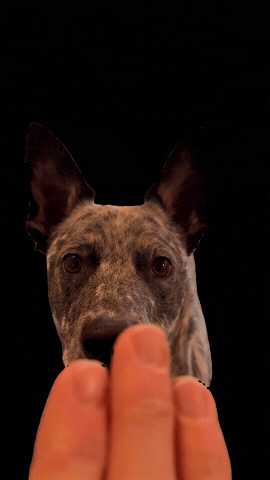 Boop The Snoot GIF