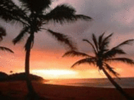 palm trees GIF