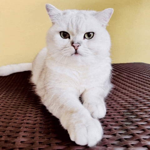 Cute Cat GIF