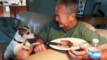 Dog Looking GIF by America's Funniest Home Videos