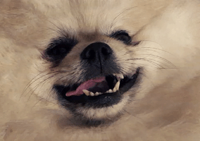 Happy Puppy GIF by Munjo Munjo