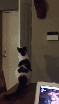 Fearless Feline Unexpectedly Leaps and Balances on Top of Open Door