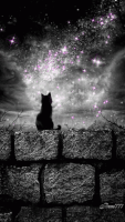 Black Cat GIF