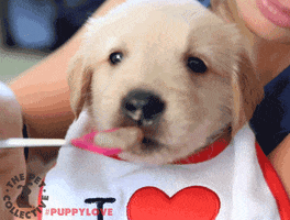 golden retriever cute dog GIF