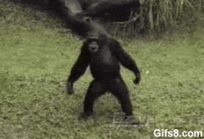 monkey here ya go GIF