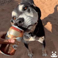 Save Them All Drinking Buddies GIF by Best Friends Animal Society