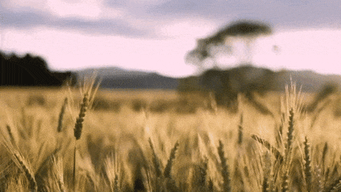 Wheat GIFs - Get the best GIF on GIPHY