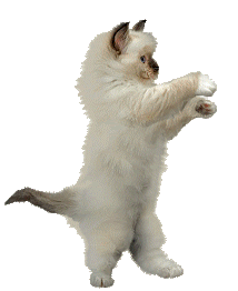 Cat Dancing Sticker