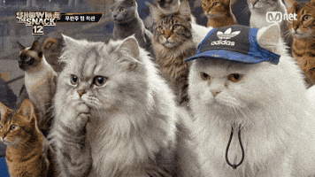 Show Me The Snack GIF