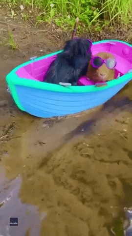 Vibing Guinea Pigs GIF by Storyful