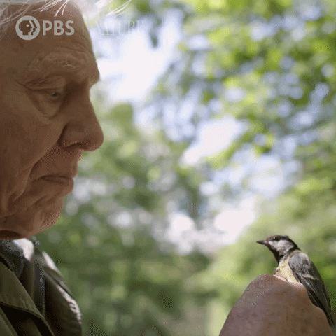 Bbc Bird GIF by Nature on PBS