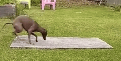 Dog GIF