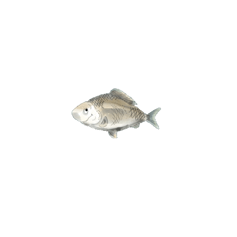Fish Sticker