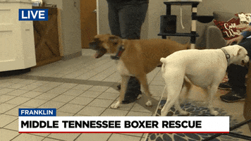 Big Joe Dogs GIF by WSMV  News 4, Nashville