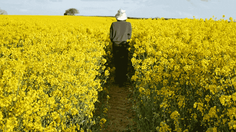 Sub Pop Sun GIF by Sub Pop Records - Find & Share on GIPHY