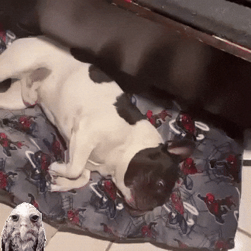 French Bulldog Butters GIF