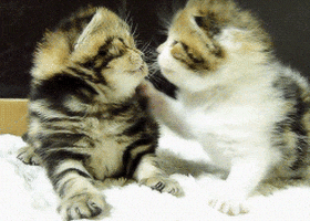 Animals Kitten animated GIF