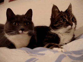 CiNYAU cats funny cats talking cats GIF