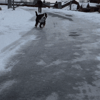 Giphy - Dog Sliding GIF