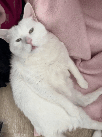 Cat GIF