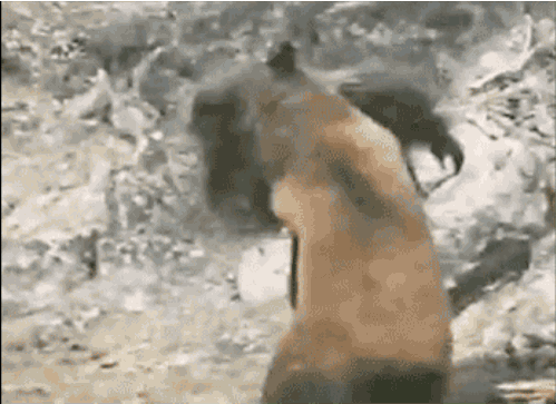 Bigfoot GIF