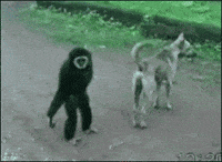 Funny Monkey Videos Gifs Get The Best Gif On Giphy