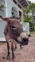 Funny Animals Donkey GIF by Storyful