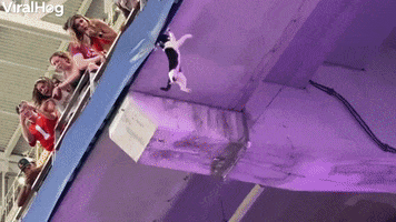 Falling Cat Caught By Fans GIF by ViralHog