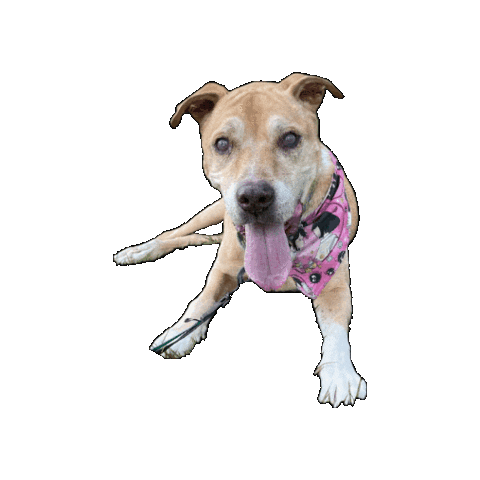 Spirited Away Senior Dog Sticker by Geekster Pets