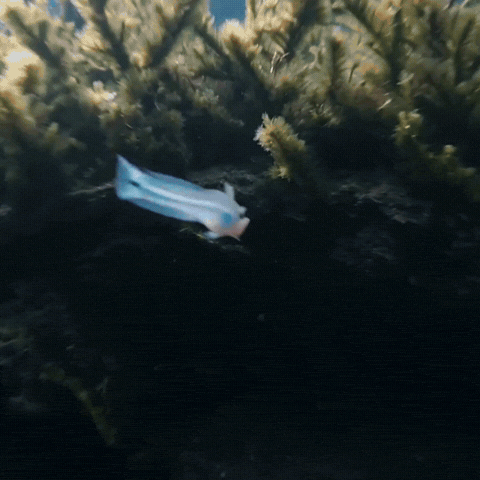 Run Away Catch Up GIF
