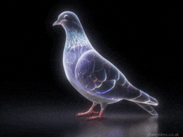 Pigeon Glow GIF by sheepfilms