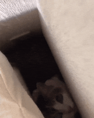Aww GIF