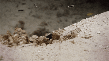 When Nature Calls Ocean GIF by ABC Network