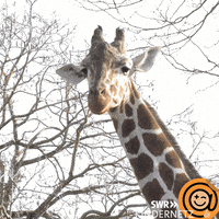 Whats Up What GIF by SWR Kindernetz