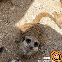 Look What GIF by SWR Kindernetz