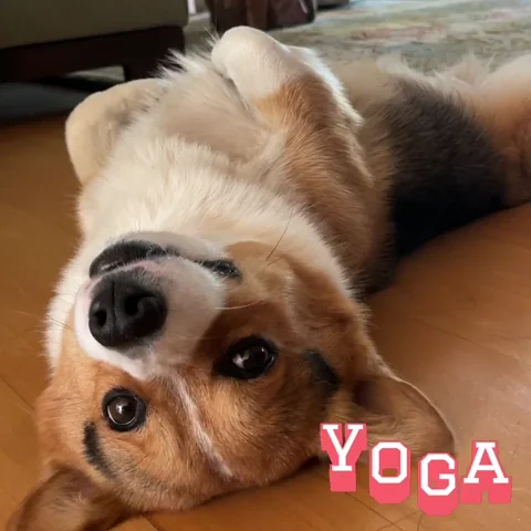 Yoga Corgi GIF