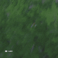 Car Driving GIF by FIA World Rally Championship