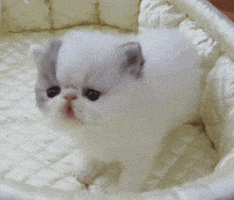 cat GIF