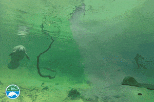 Manatee Hello GIF by SaveTheManateeClub