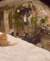Suspicious Cat GIF