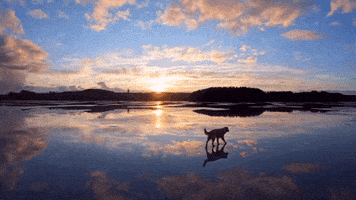 Golden Retriever Dogs GIF by Mall Grab
