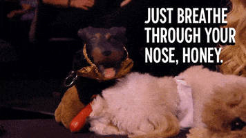 Triumph The Insult Comic Dog Reaction GIF by Comedy Central