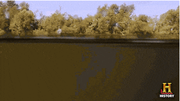 history rules GIF by Swamp People