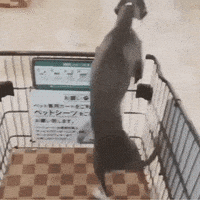 Happy Dog GIF by JustViral.Net