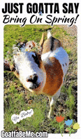 Pets Cute Goats GIF by Goatta Be Me Goats! Adventures of Java, Toffee, Pumpkin and Cookie!