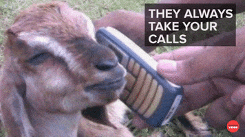 Best Friends Funny Animals GIF by BuzzFeed