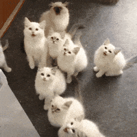 International Cat Day Cats GIF by MOODMAN