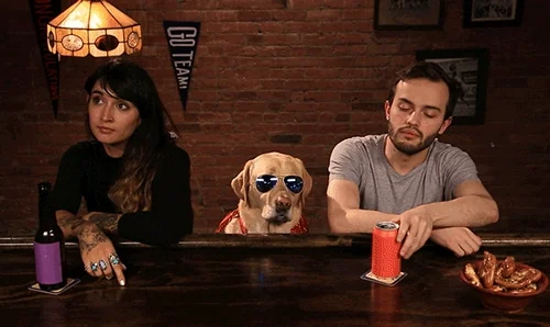 Sports Bar Dog GIF